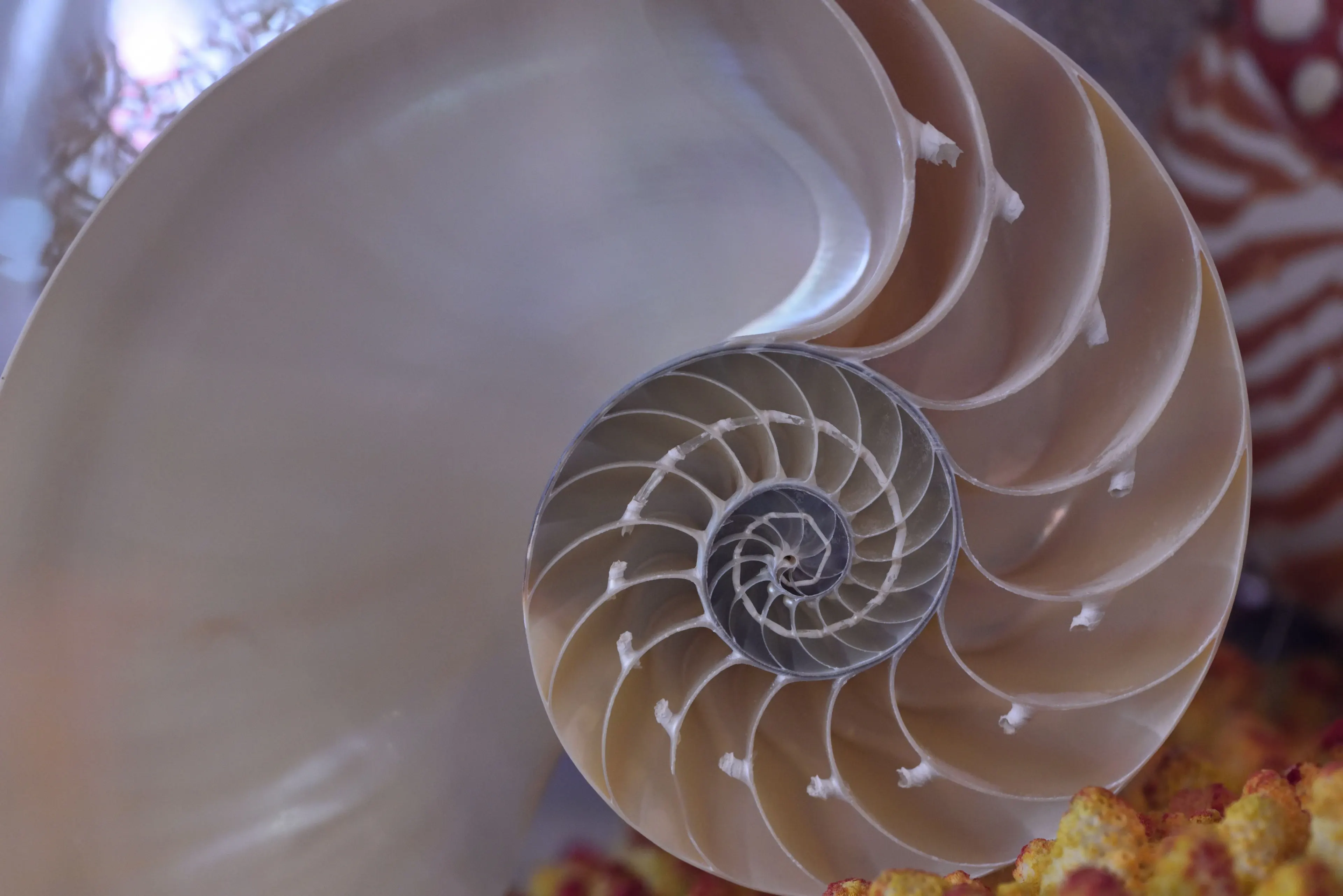 spiral nautilus shell - pexels Arndt-Peter Bergfeld